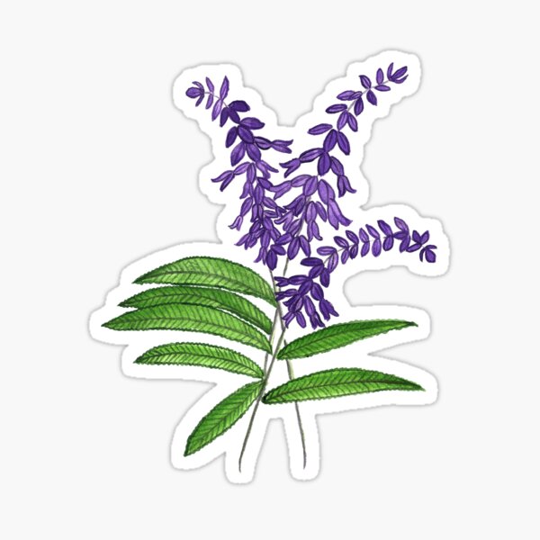 Mexican sage Sticker