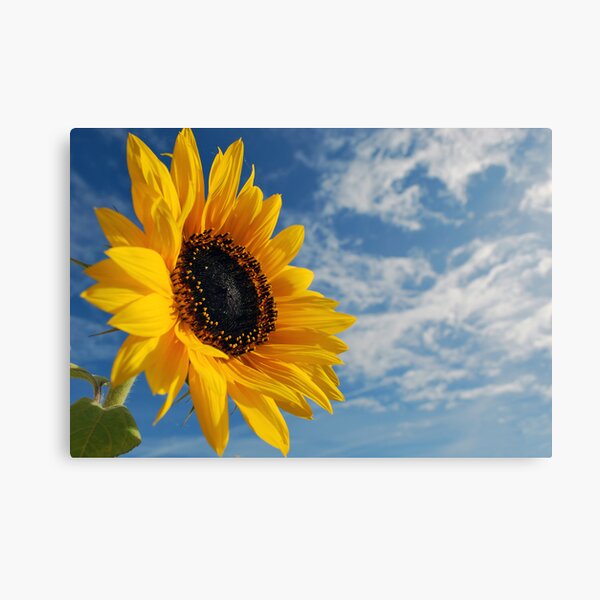 Item preview, sunflower & sky designed and sold by Paul Rumsey.