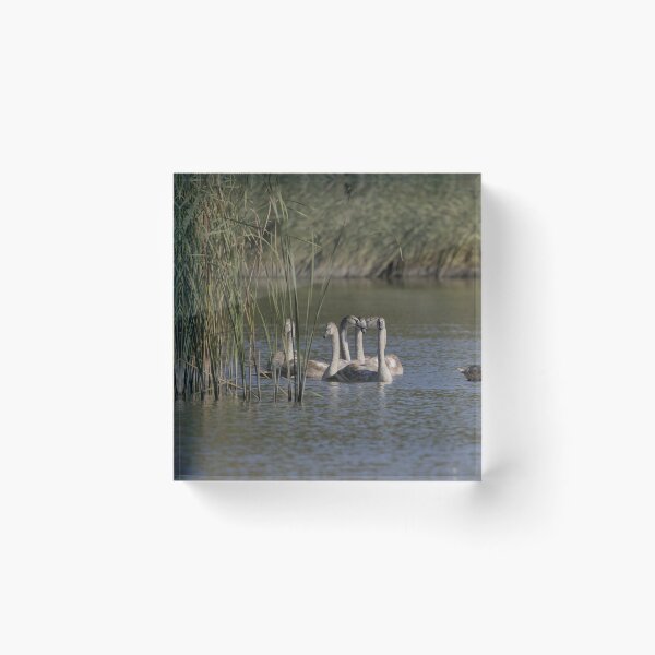 Item preview, Frozen reality - Beautiful nature 1293 designed and sold by deep-sea-birds.