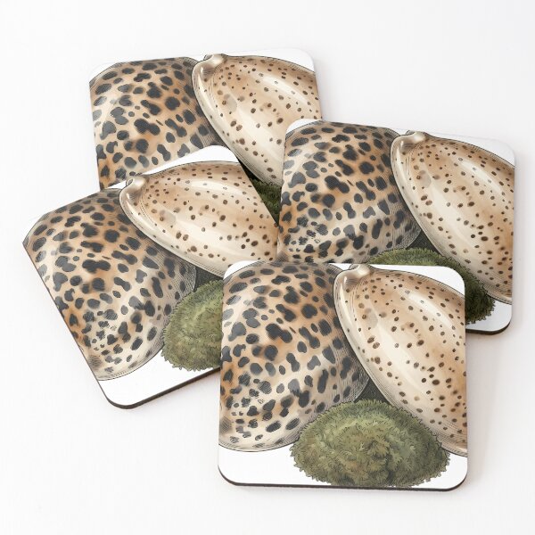 Item preview, Vintage Naturalist Tiger Cowrie — Antique Shell Art designed and sold by Catch333.