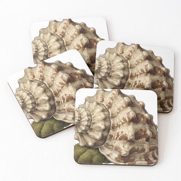 Item preview, Vintage Naturalist Triton Shell — Antique Shell Art designed and sold by Catch333.