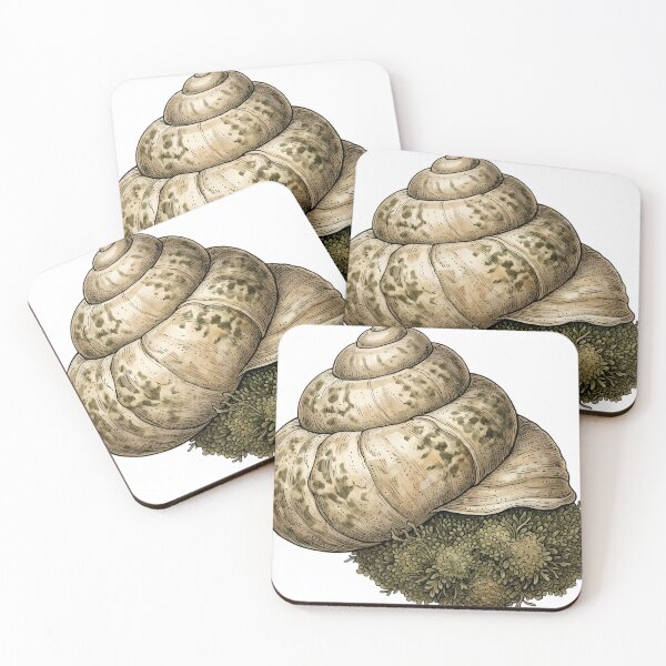Item preview, Vintage Naturalist Turban Shell — Antique Shell Plate designed and sold by Catch333.