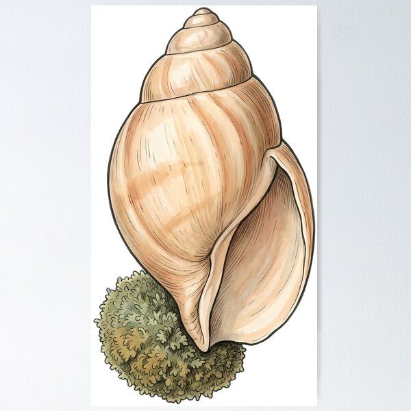 Item preview, Vintage Naturalist Volute Shell — Antique Shell Plate designed and sold by Catch333.