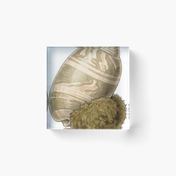 Item preview, Vintage Naturalist Olive Shell — Antique Shell Plate designed and sold by Catch333.