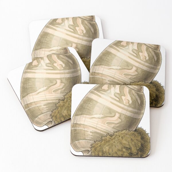 Item preview, Vintage Naturalist Olive Shell — Antique Shell Plate designed and sold by Catch333.