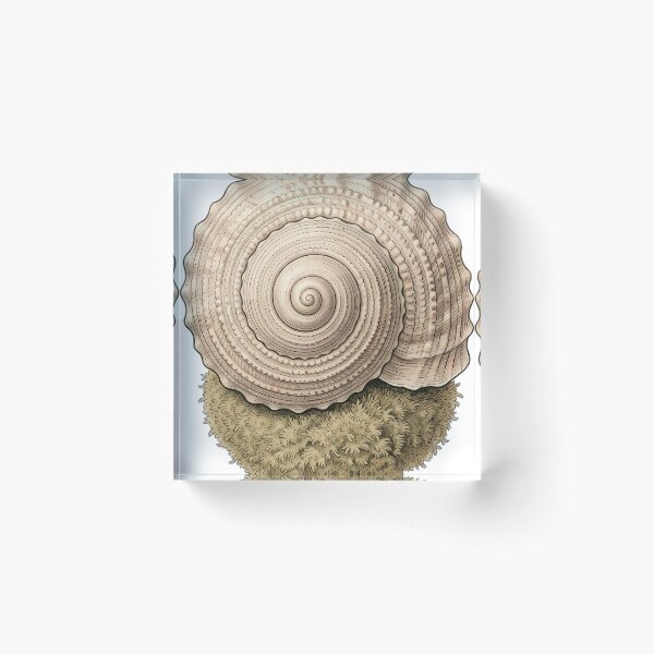 Item preview, Vintage Naturalist Sundial Shell — Antique Shell Art designed and sold by Catch333.