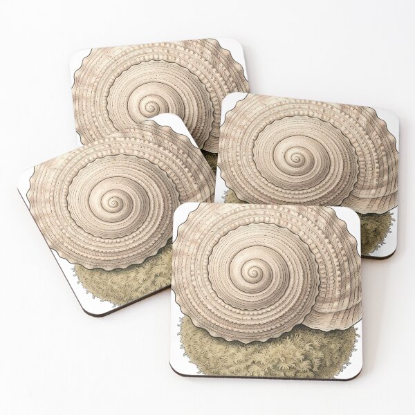 Item preview, Vintage Naturalist Sundial Shell — Antique Shell Art designed and sold by Catch333.