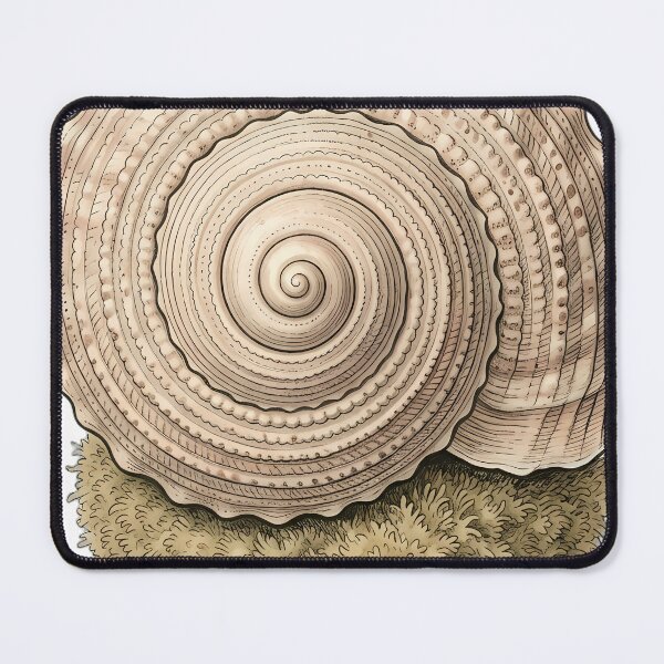 Item preview, Vintage Naturalist Sundial Shell — Antique Shell Art designed and sold by Catch333.