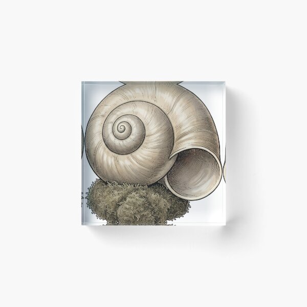 Item preview, Vintage Naturalist Moon Snail Shell — Antique Shell Plate designed and sold by Catch333.