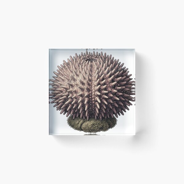 Item preview, Vintage Naturalist Sea Urchin Shell — Antique Marine Plate designed and sold by Catch333.