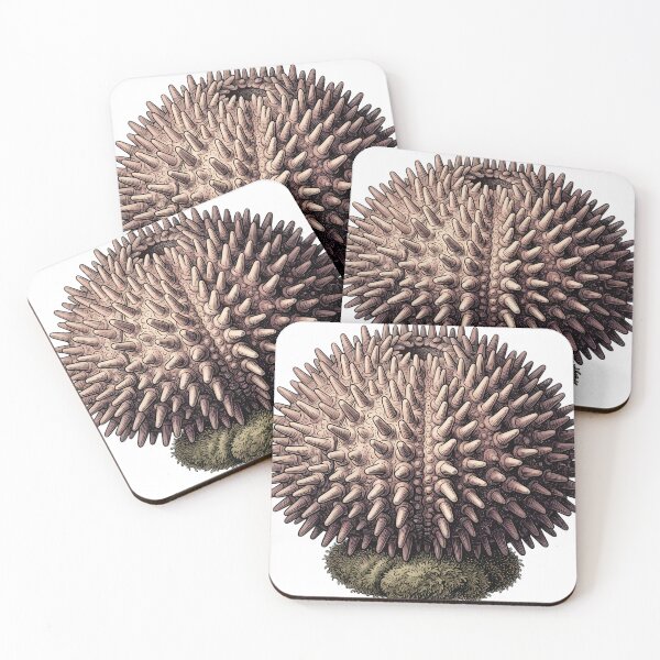 Item preview, Vintage Naturalist Sea Urchin Shell — Antique Marine Plate designed and sold by Catch333.