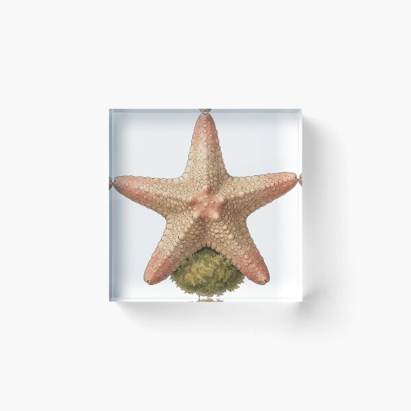 Item preview, Vintage Naturalist Starfish — Antique Marine Art designed and sold by Catch333.