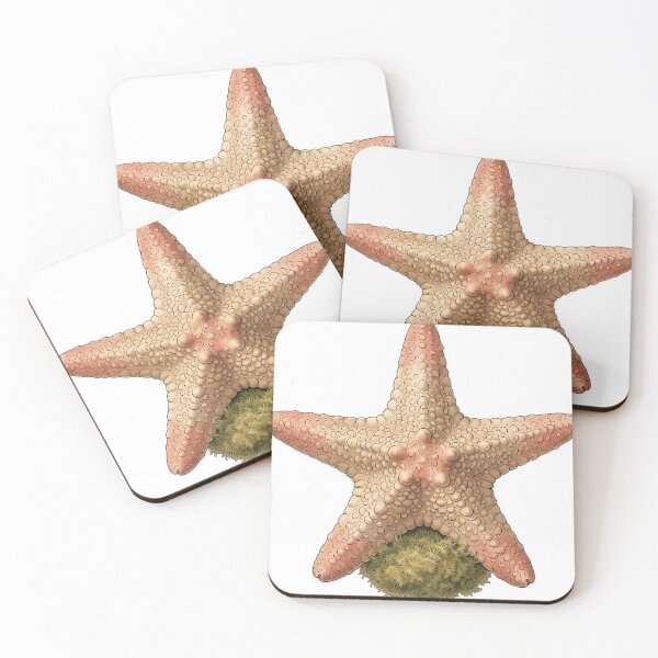 Item preview, Vintage Naturalist Starfish — Antique Marine Art designed and sold by Catch333.