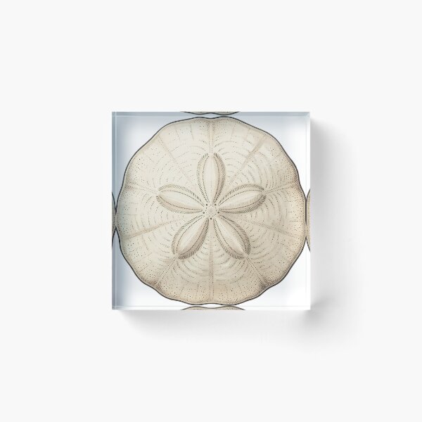 Item preview, Vintage Naturalist Sand Dollar — Antique Marine Plate designed and sold by Catch333.