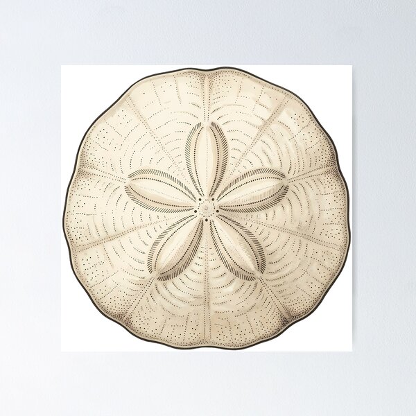 Item preview, Vintage Naturalist Sand Dollar — Antique Marine Plate designed and sold by Catch333.