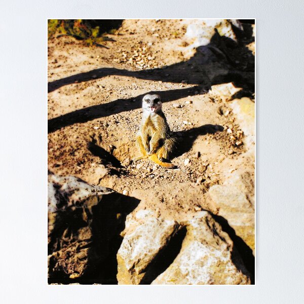 Item preview, Funny meerkat in the sun photograph designed and sold by Natimo-Studio.