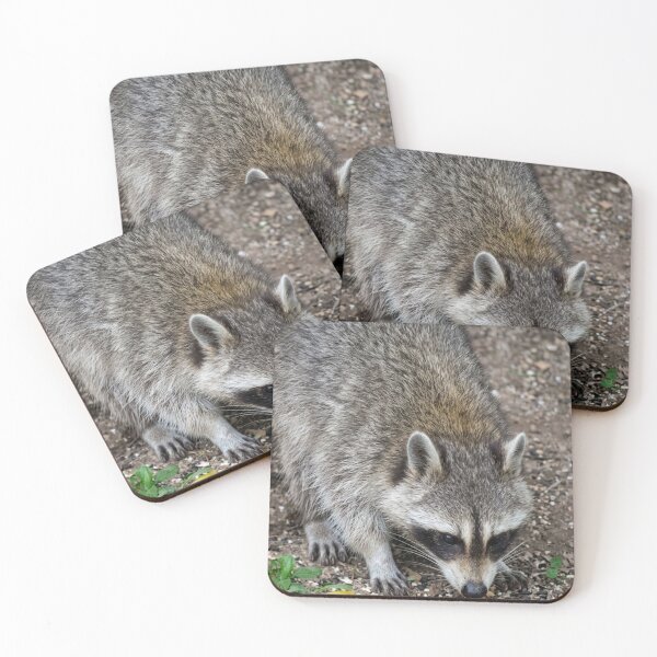 Item preview, Curious Raccoon Foraging for Treats designed and sold by Astute-Artio-Photography.