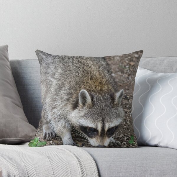 Item preview, Curious Raccoon Foraging for Treats designed and sold by Astute-Artio-Photography.