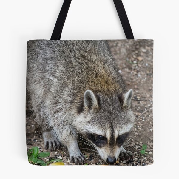 Item preview, Curious Raccoon Foraging for Treats designed and sold by Astute-Artio-Photography.