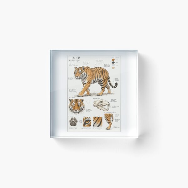 Item preview, Tiger Anatomy Infographic Naturalist Study designed and sold by WATEKE.