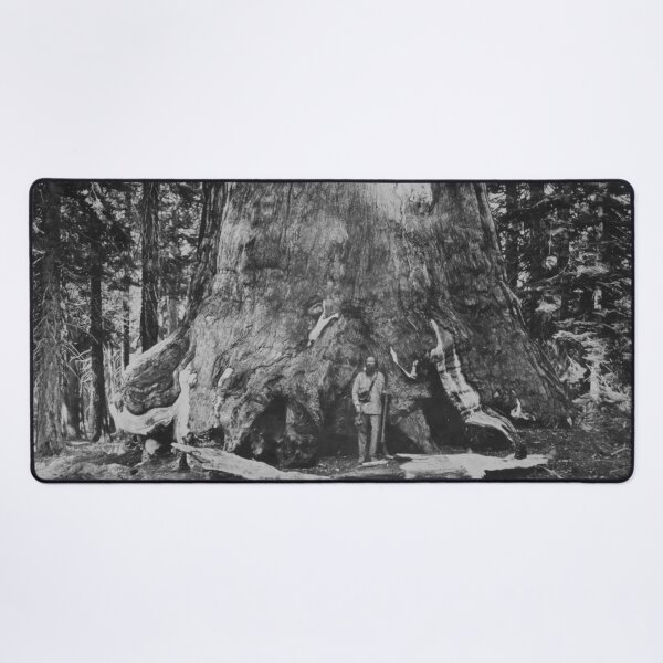 Item preview, 1861 Section of the Grizzly Giant Sequoia tree, Mariposa Grove, Yosemite, California vintage fine art black and white photograph by Carleton E. Watkins designed and sold by Astrid Arkhangelsky.