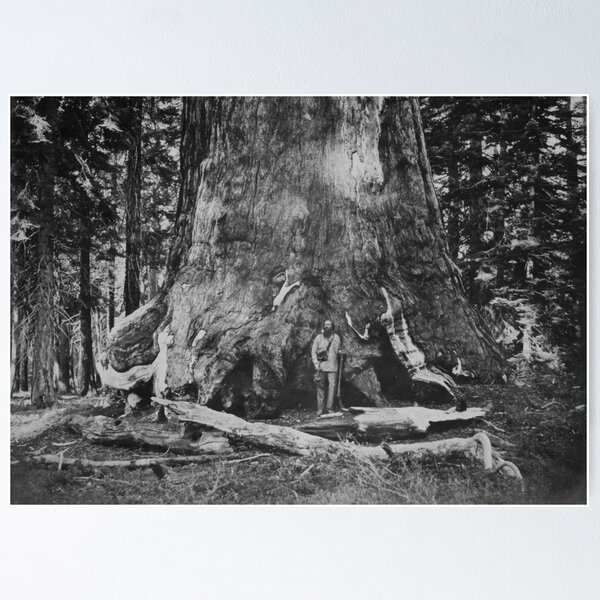 Item preview, 1861 Section of the Grizzly Giant Sequoia tree, Mariposa Grove, Yosemite, California vintage fine art black and white photograph by Carleton E. Watkins designed and sold by Astrid Arkhangelsky.