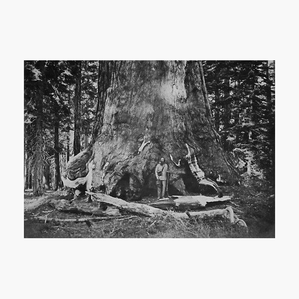 Item preview, 1861 Section of the Grizzly Giant Sequoia tree, Mariposa Grove, Yosemite, California vintage fine art black and white photograph by Carleton E. Watkins designed and sold by Astrid Arkhangelsky.