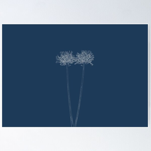 Item preview, Agapanthus Flower stylised as a blueprint designed and sold by davecrosby.