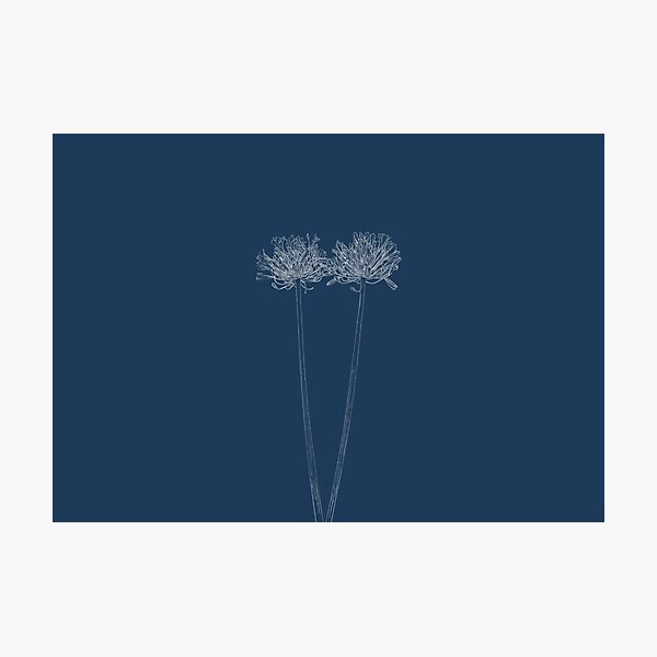 Item preview, Agapanthus Flower stylised as a blueprint designed and sold by davecrosby.
