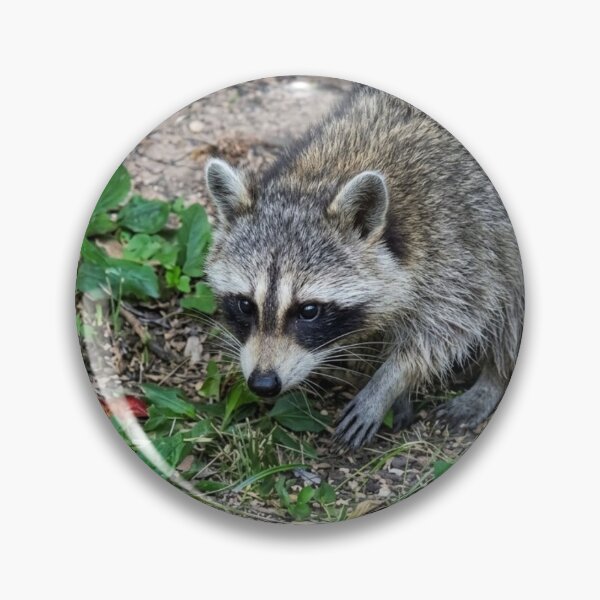 Item preview, Alert Raccoon Exploring the Forest Floor designed and sold by Astute-Artio-Photography.