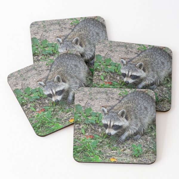 Item preview, Alert Raccoon Exploring the Forest Floor designed and sold by Astute-Artio-Photography.