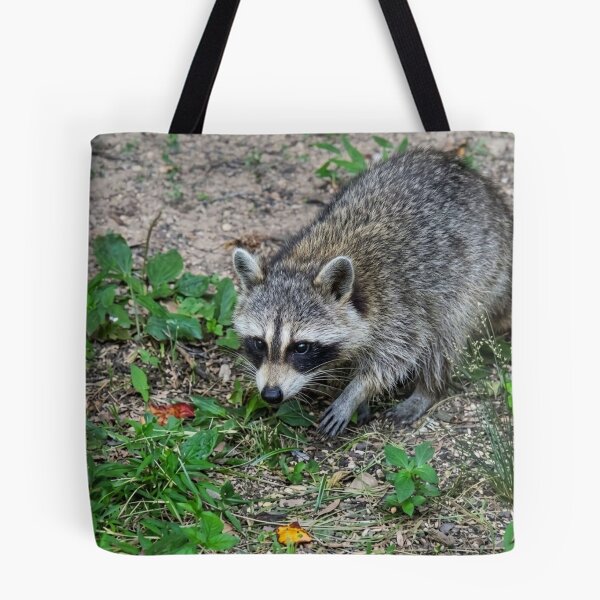 Item preview, Alert Raccoon Exploring the Forest Floor designed and sold by Astute-Artio-Photography.