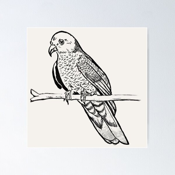 Item preview, Wild Parrot | Vintage Bird Illustration | Parrot Illustration designed and sold by Half Mess.