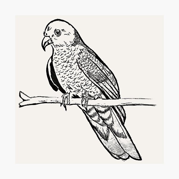 Item preview, Wild Parrot | Vintage Bird Illustration | Parrot Illustration designed and sold by Half Mess.
