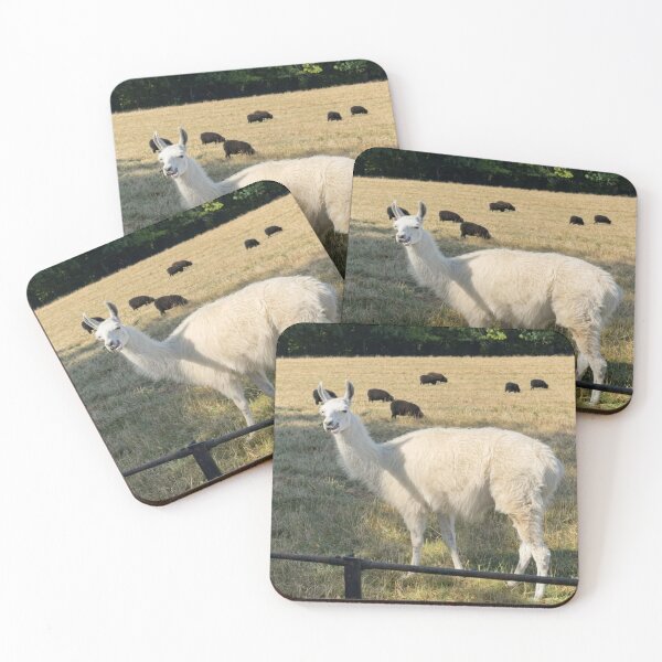 Item preview, Quirky White Llama Grazing with Black Sheep designed and sold by Astute-Artio-Photography.