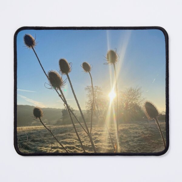 Item preview, Winter Sunlight Through Teasel Silhouettes designed and sold by Astute-Artio-Photography.