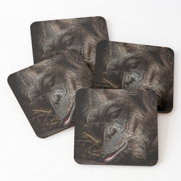 Item preview, Sleeping chimpanzee – details & emotions in animal photography designed and sold by Tammigrafie.