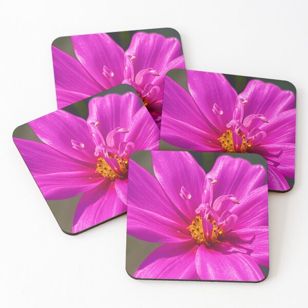 Item preview, Magenta Cosmos in Full Bloom — Vibrant Pink Garden Flower Photography designed and sold by Pink Ribbon Flowers .