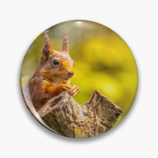 Item preview, Red Squirrel - Guardian of the Dingle designed and sold by Darren Wilkes Wildlife UK.
