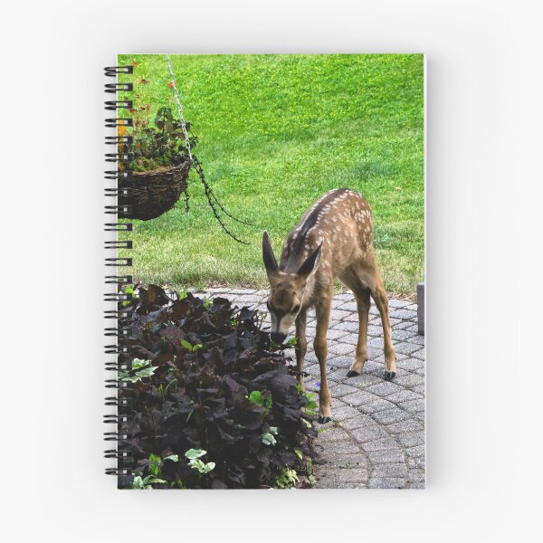 Item preview, Young mule deer designed and sold by CanadianWild418.