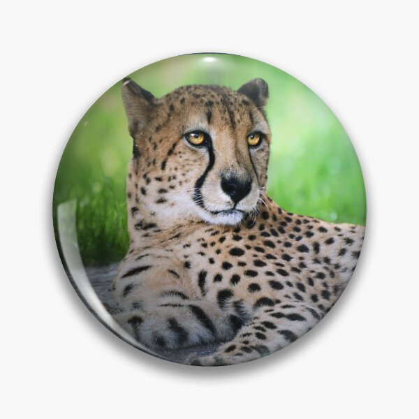 Item preview, Cheetah Resting on Grassy Ground designed and sold by Savannah Gibbs.