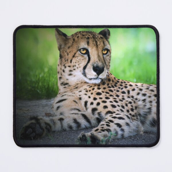 Item preview, Cheetah Resting on Grassy Ground designed and sold by Savannah Gibbs.