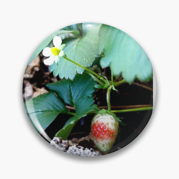 Artikelvorschau, weiße und rote Erdbeeren entworfen und verkauft von CJ Art & Photography .