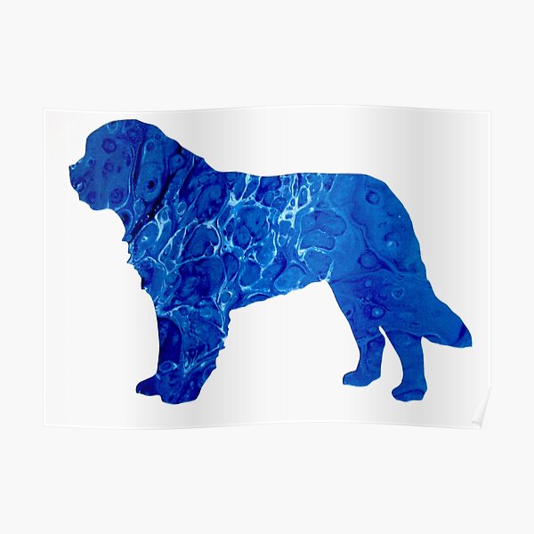 Newfoundland Dog Poster