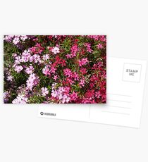 Flocks Postcards