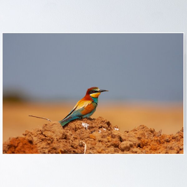 Item preview, European Bee-eater Perched on a Red Earth Mound designed and sold by Cole's Design.