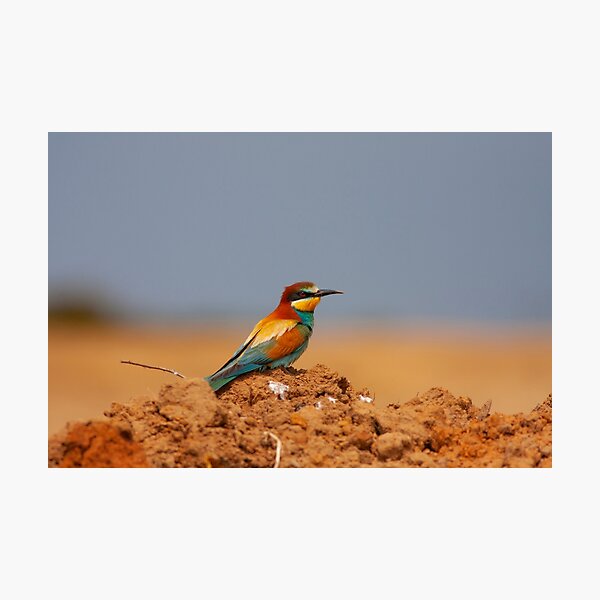 Item preview, European Bee-eater Perched on a Red Earth Mound designed and sold by Cole's Design.