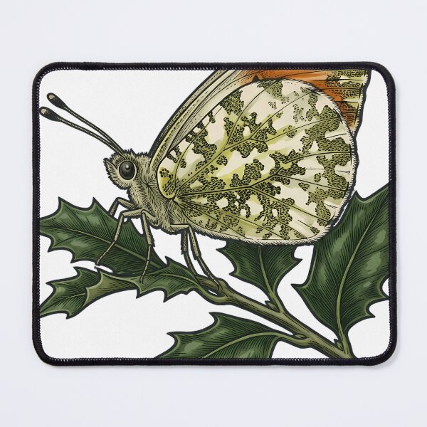 Item preview, Vintage Naturalist Orange-Tip Butterfly on Holly Sprig — Antique Butterfly Art designed and sold by Catch333.