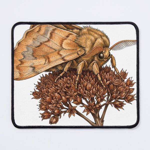 Item preview, Vintage Naturalist Feathered Thorn Moth on Sedum Head — Antique Moth Art designed and sold by Catch333.