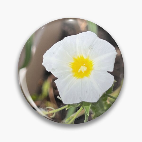 Item preview, White Morning Glory with Golden Yellow Center — Delicate Garden Bloom Photography designed and sold by Pink Ribbon Flowers .